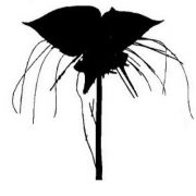 Black Orchid Jewelers